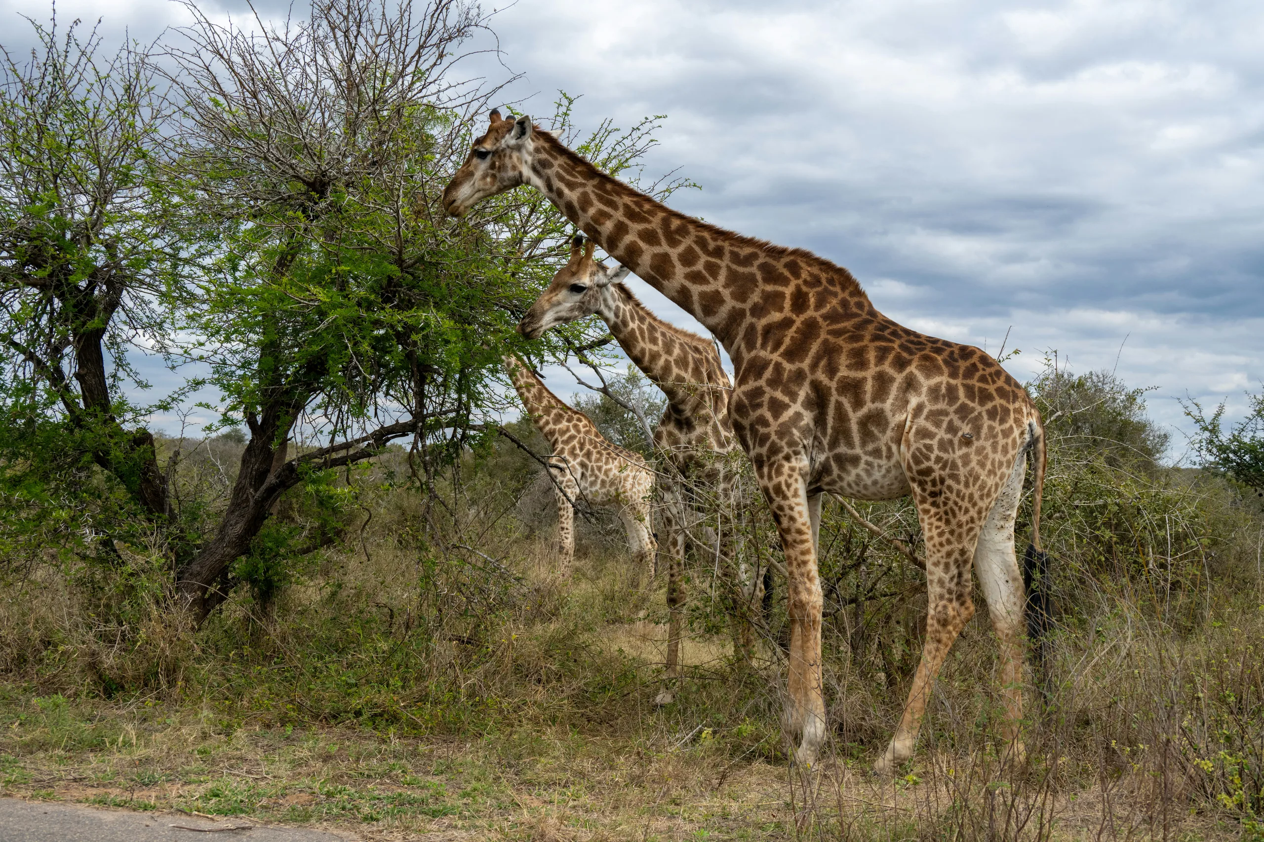 Kruger National Park
